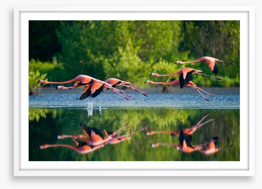 Flamingo fly