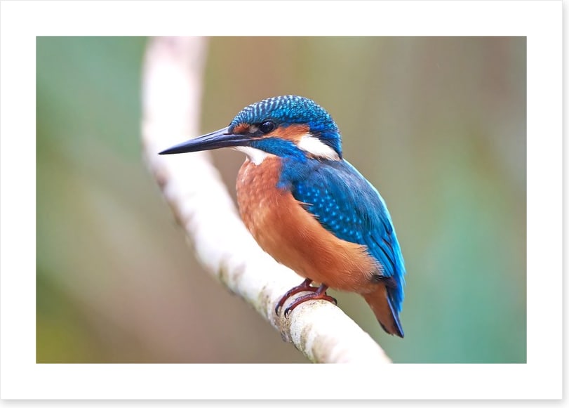 Kingfisher blues