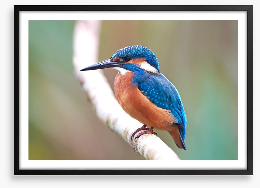 Kingfisher blues