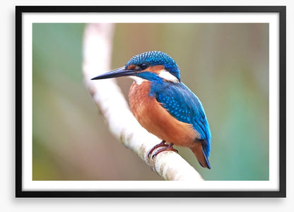 Kingfisher blues