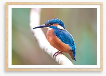 Kingfisher blues