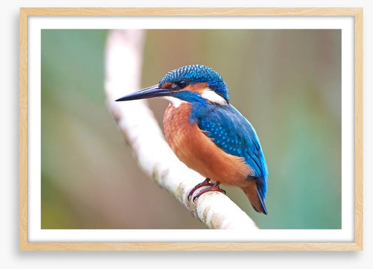 Kingfisher blues