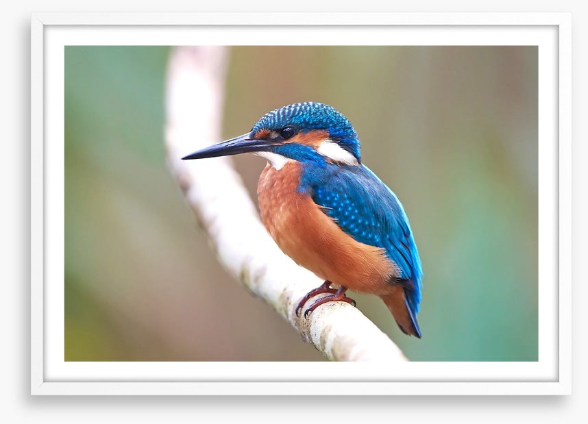 Kingfisher blues