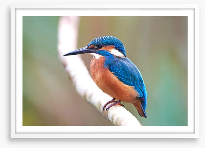 Kingfisher blues