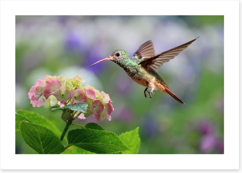 Hummingbird on hydrangea