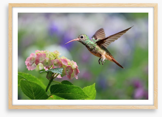 Hummingbird on hydrangea