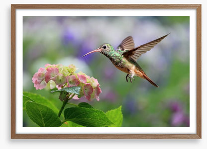 Hummingbird on hydrangea