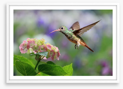 Hummingbird on hydrangea