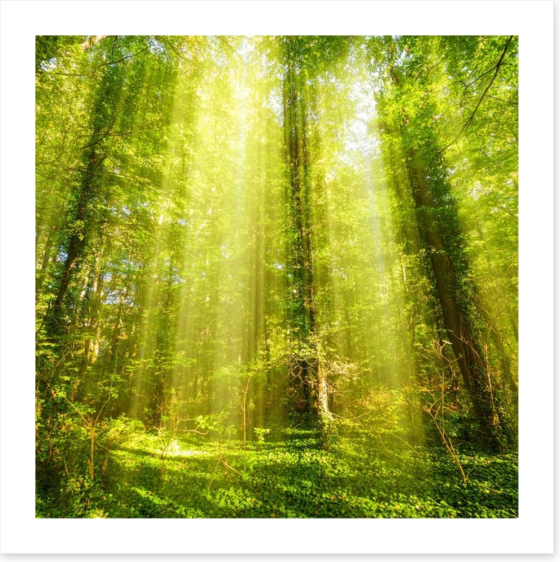 Forests