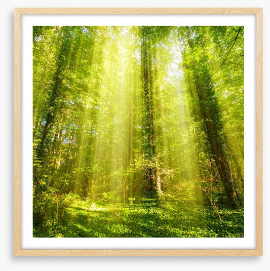 Forests