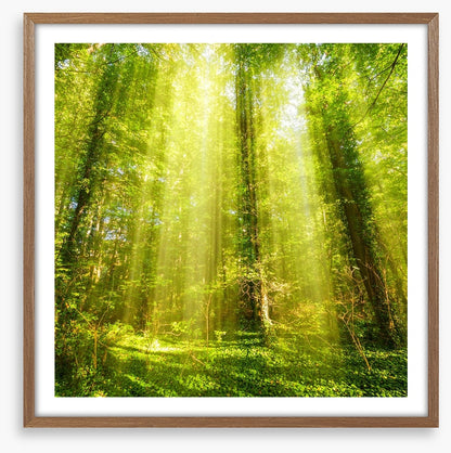 Forests