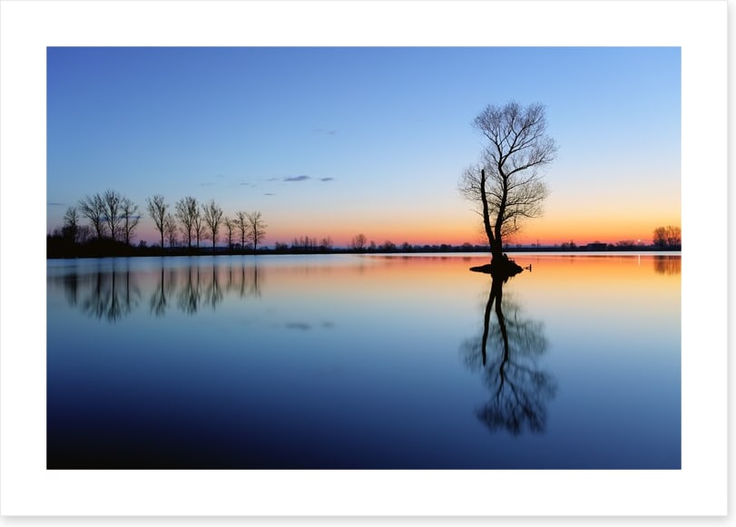 Silhouette tree reflections