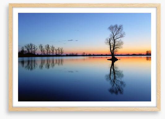 Silhouette tree reflections
