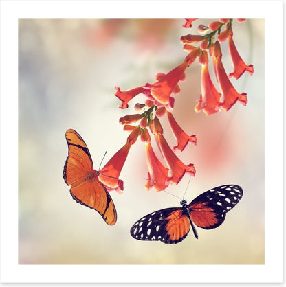 Butterflies