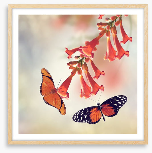Butterflies