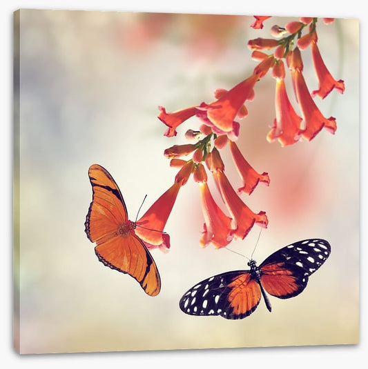 Butterflies