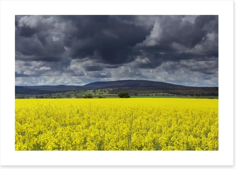 Canola field storm