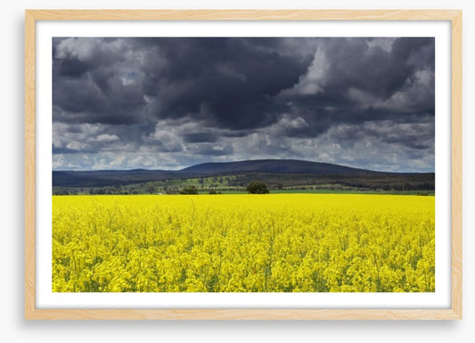 Canola field storm
