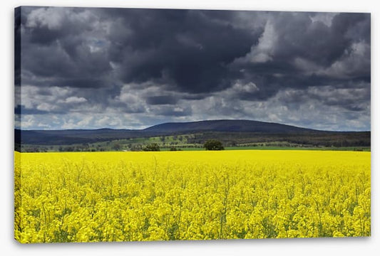Canola field storm