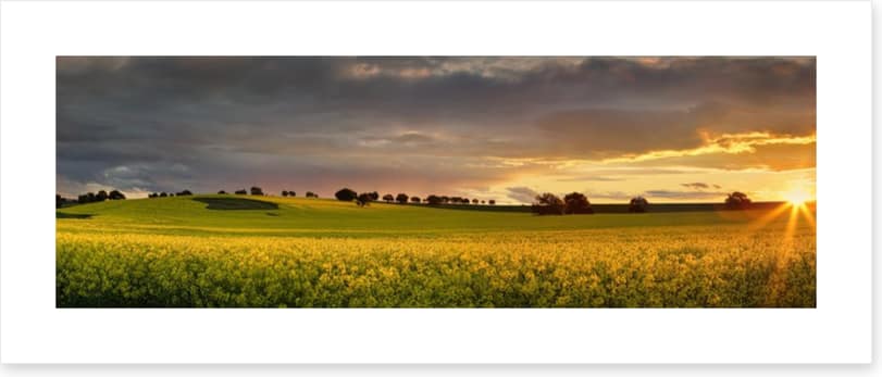 Canola sunset panorama