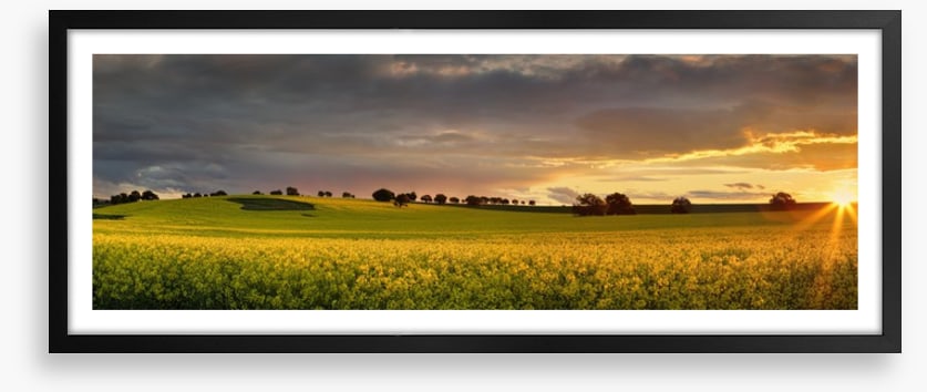 Canola sunset panorama