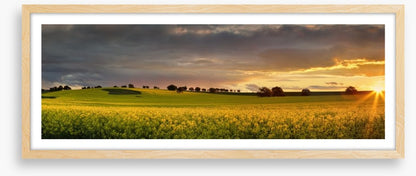 Canola sunset panorama