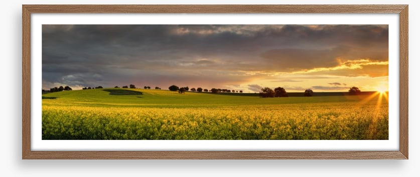 Canola sunset panorama
