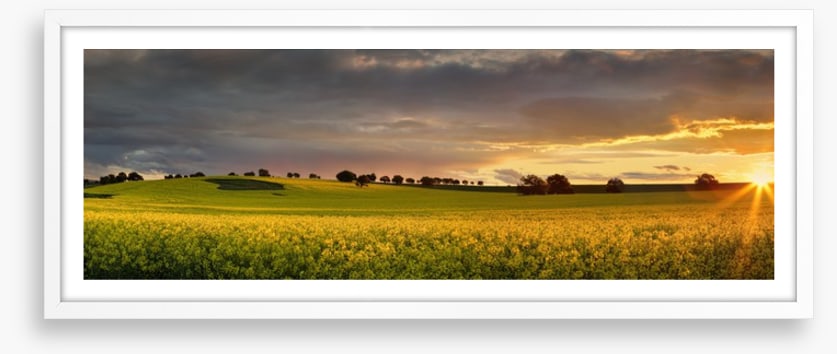 Canola sunset panorama