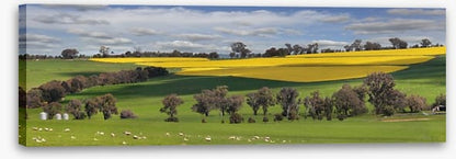 Meadows