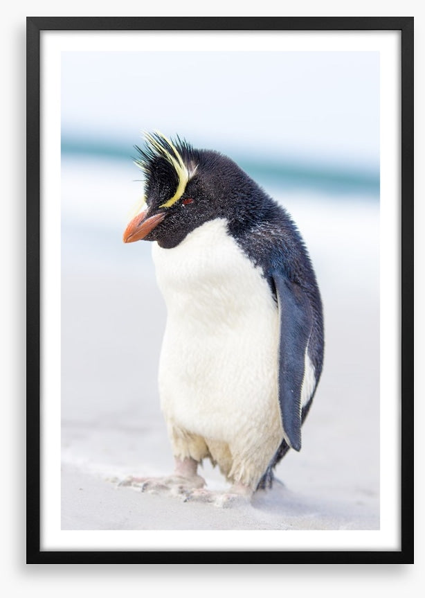 Rockhopper penguin