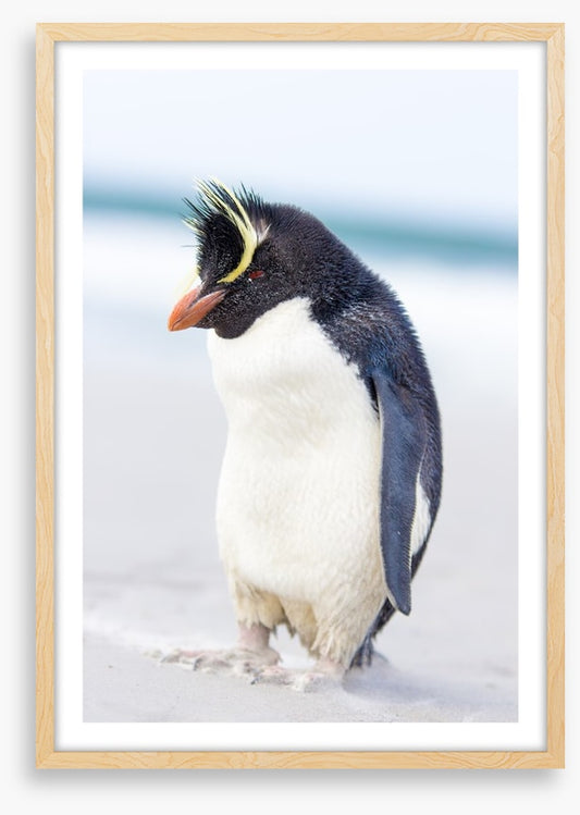 Rockhopper penguin