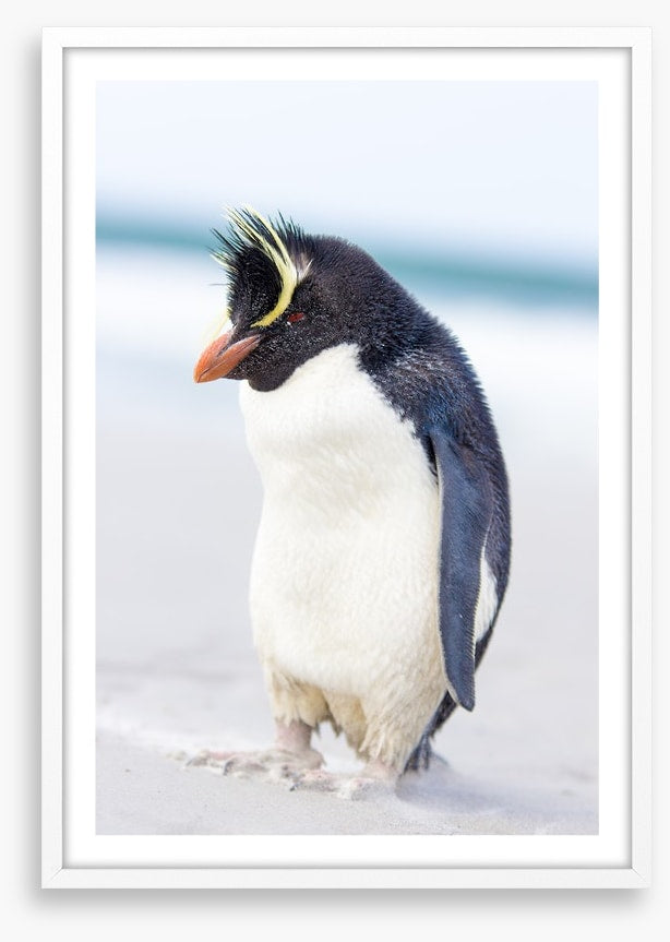 Rockhopper penguin