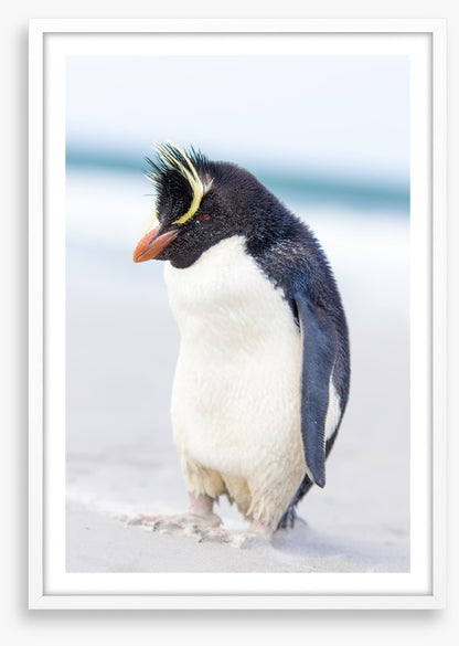 Rockhopper penguin