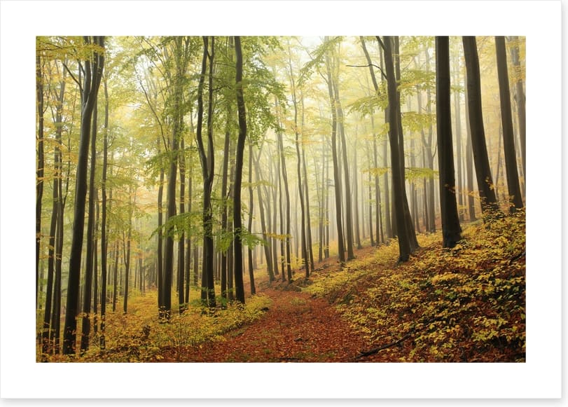 Forests