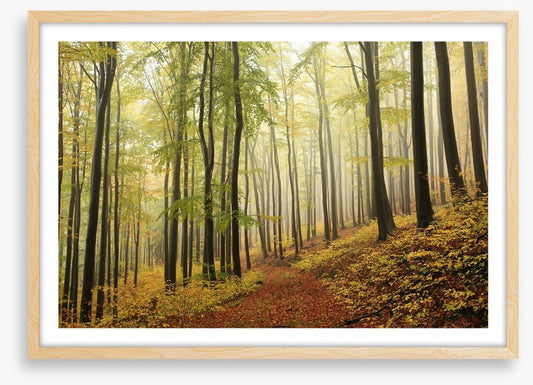 Forests