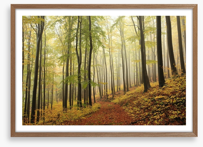 Forests