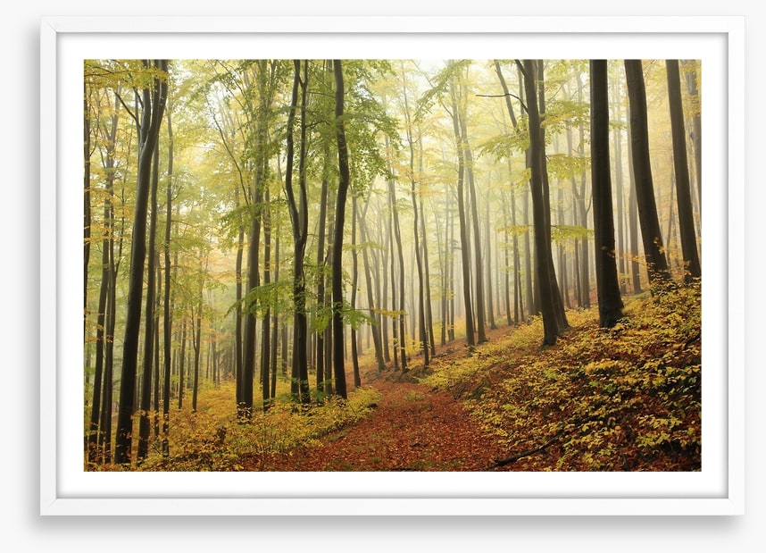 Forests