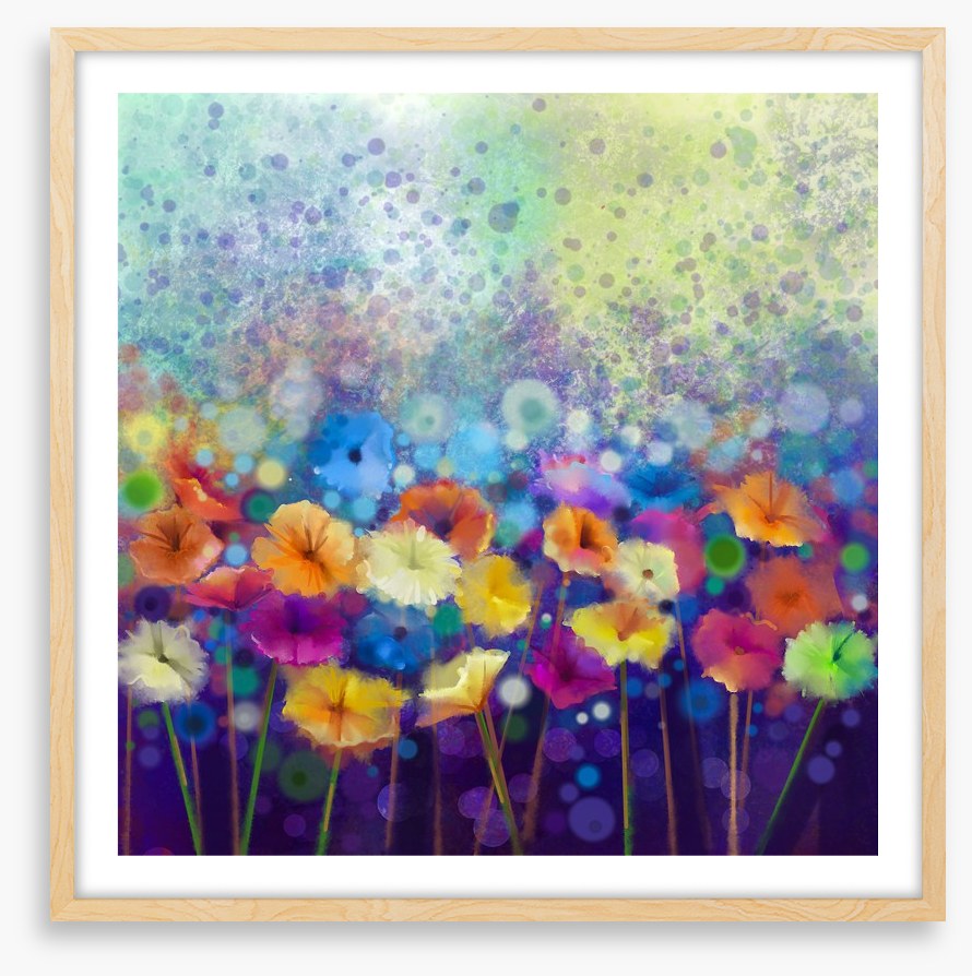 Gerbera meadow