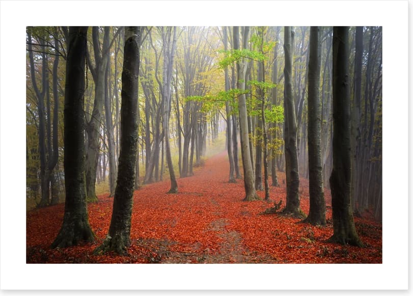 Where the leaves lead