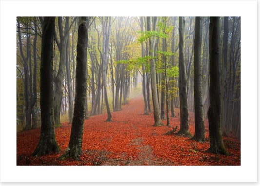 Where the leaves lead