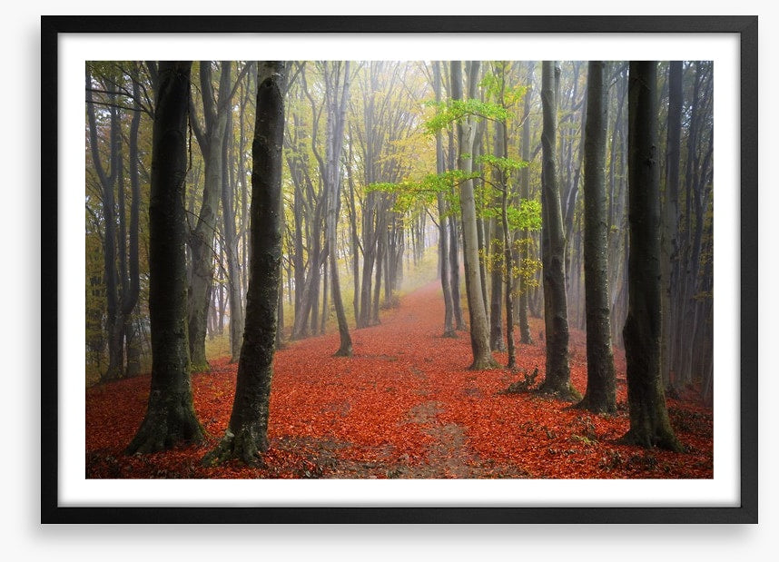 Where the leaves lead