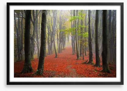 Where the leaves lead