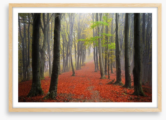Where the leaves lead
