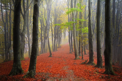 Where the leaves lead