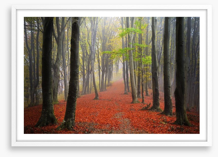 Where the leaves lead