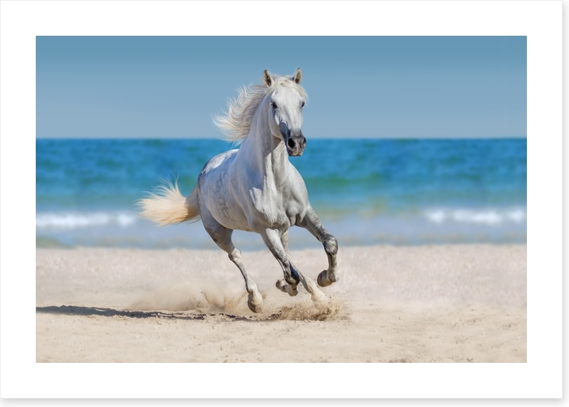 Coastal canter