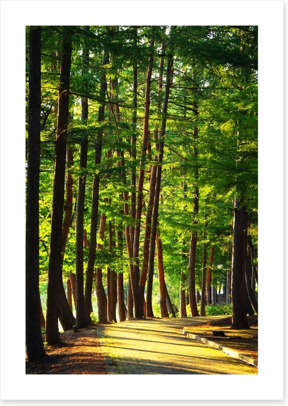 Forests