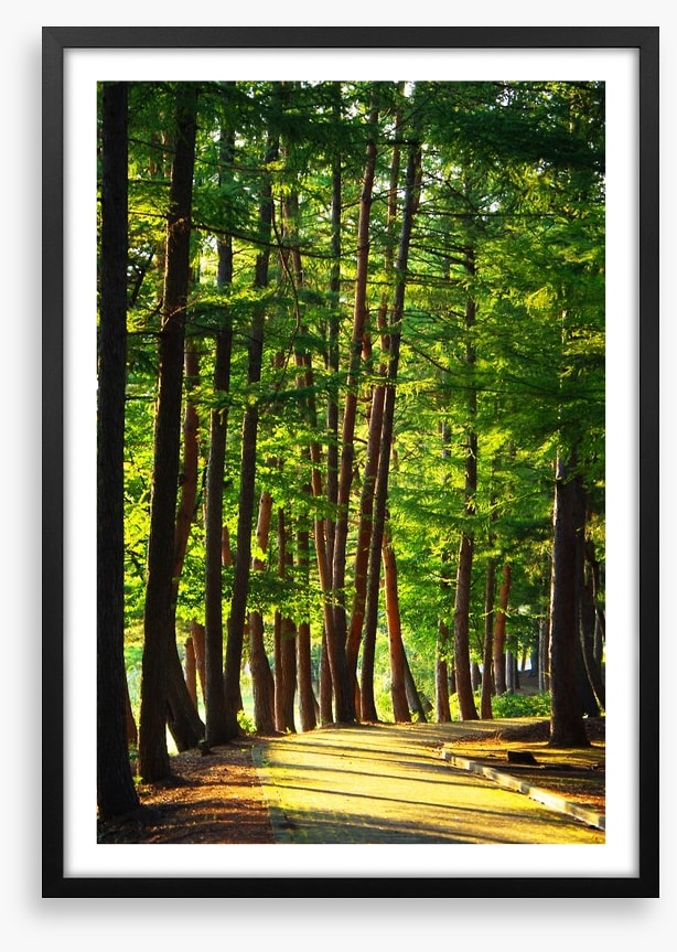 Forests