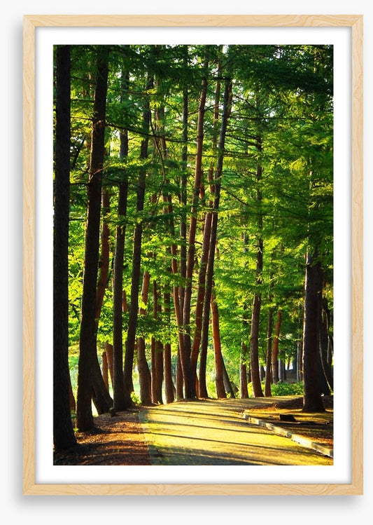 Forests