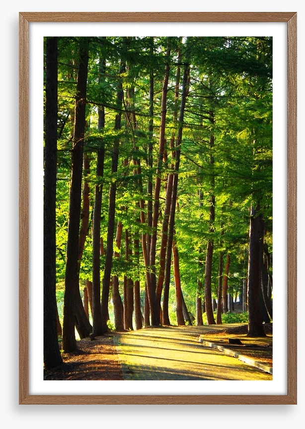 Forests